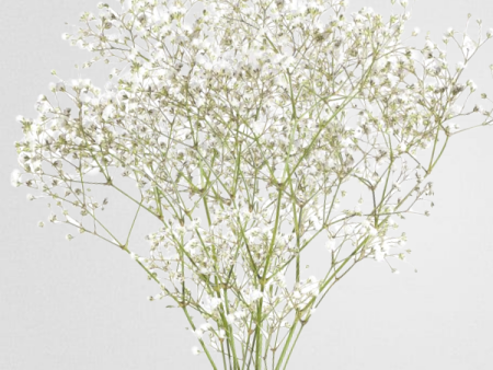 Baby s Breath (Addon) Online