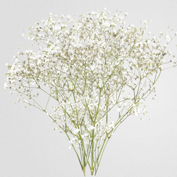 Baby s Breath (Addon) Online