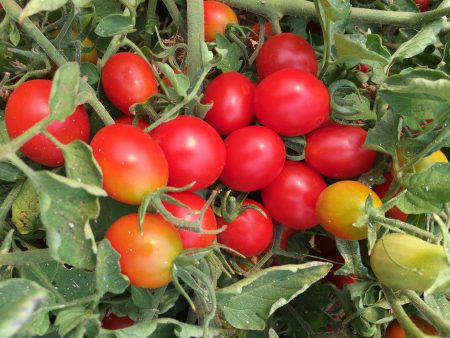 Principe Borghese Tomato Fashion