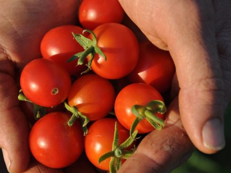 Peacevine Cherry Tomato Supply