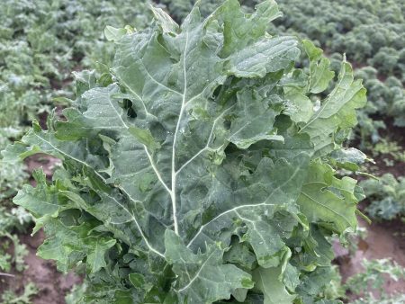 White Russian Kale Fashion