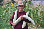 Armenian Cucumber For Sale