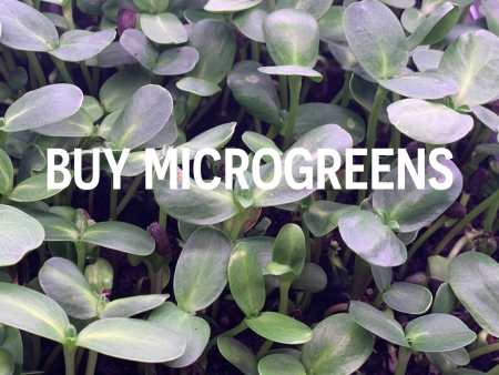 Microgreens Mix (Radish, Sunflower, Pea, Broccoli) 200g Fashion