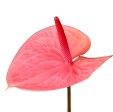 Anthurium Pink Hot on Sale