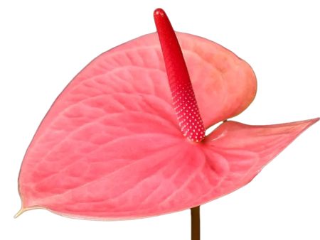 Anthurium Pink Hot on Sale