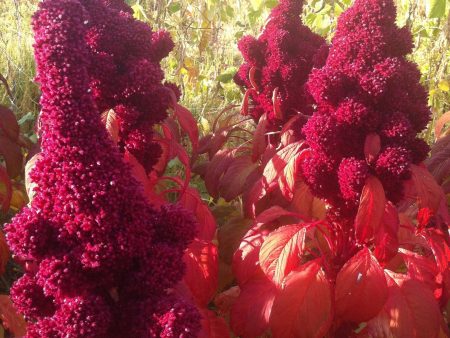 Elephant Head Amaranth on Sale