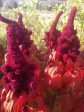 Elephant Head Amaranth on Sale