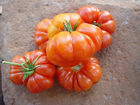 Costoluto Genovese Tomato Online Sale