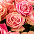 Boomerang Exclusive:  Buy 12 Roses Get 12 Free Discount