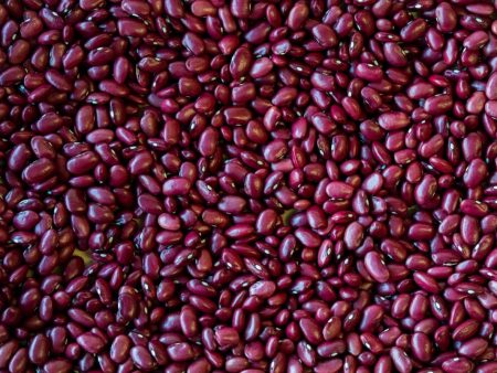 Hidatsa Red Bean For Sale