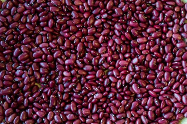 Hidatsa Red Bean For Sale