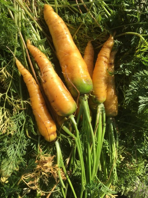 Yellowstone Carrot Online