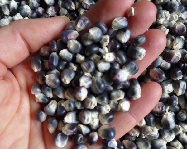 Blue Corn Supply