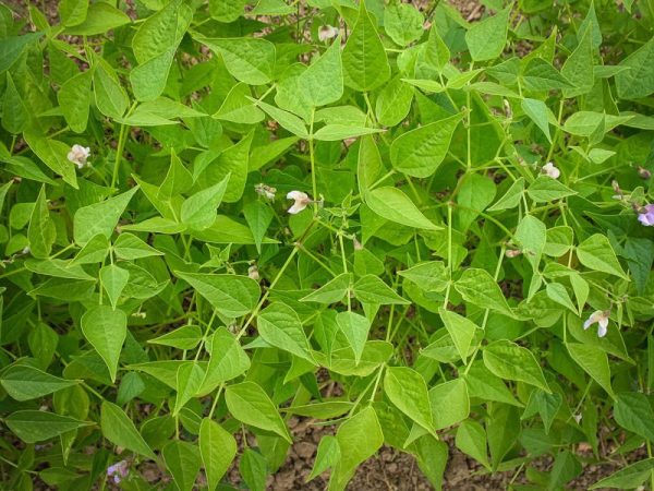 Tepary Bean (Brown Tepary) Online