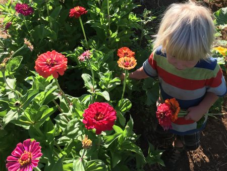 Zinnia, Multi Colored on Sale