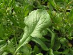 Persian Cress For Sale