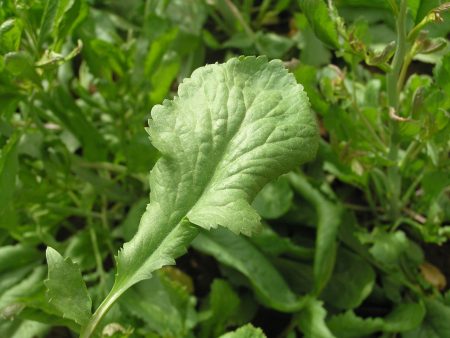 Persian Cress For Sale