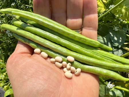 Fast Lady Northern Southern Cowpea For Sale