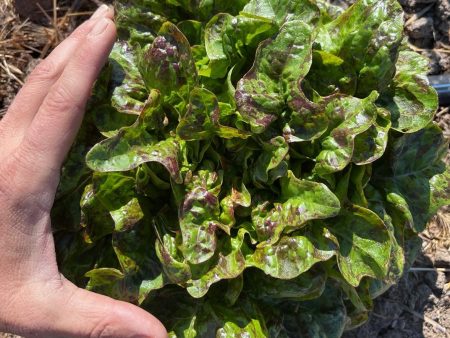 Flashy Lightening Lettuce Hot on Sale