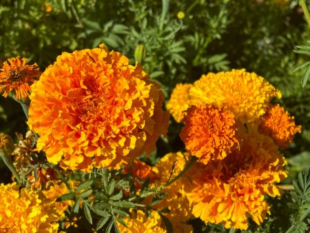 Crackerjack African Marigold Online