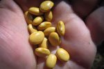 Buckeye Bean Online Sale