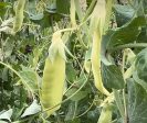 Golden Sweet Snow Pea Fashion