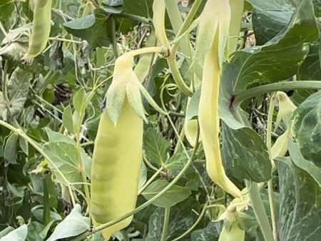 Golden Sweet Snow Pea Fashion