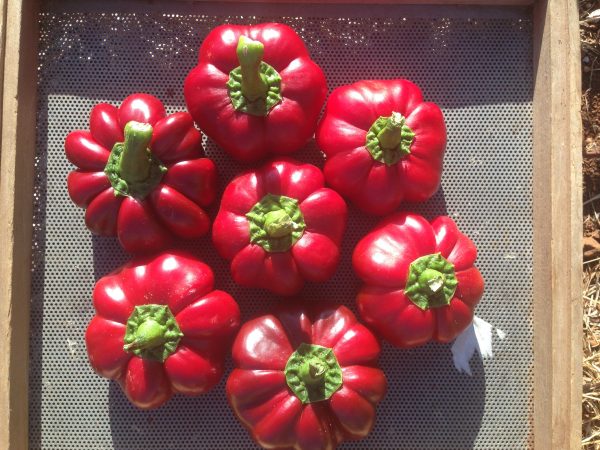 Amish Pimiento Sweet Pepper on Sale