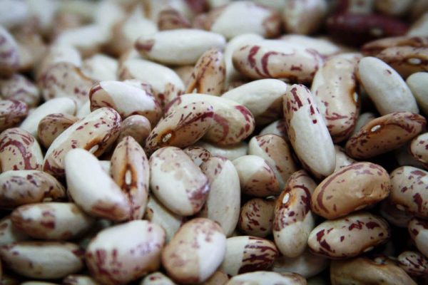 Snowcap Bean Online Sale