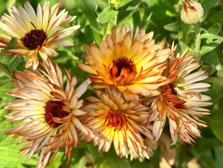 Zeolights Calendula Hot on Sale