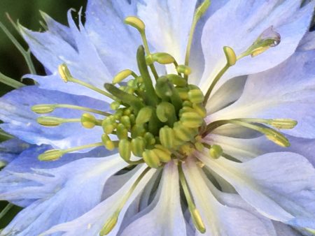 Nigella- Love in a Mist Discount