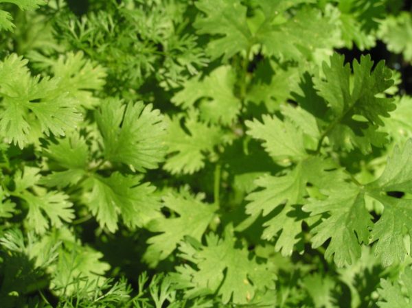 Cilantro Sale