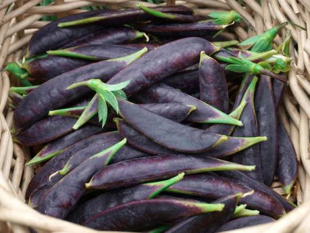 Sugar Magnolia Purple Snap Pea Sale