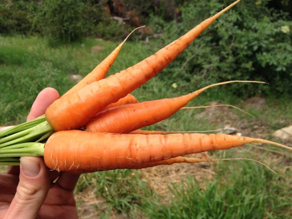 Danver s Carrot Fashion