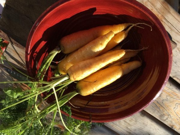 Yellowstone Carrot Online