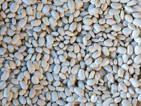 Ayocote Blanco Bean Sale