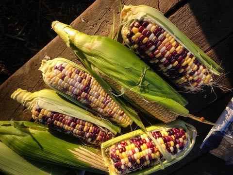 Festivity Sweet Corn Cheap