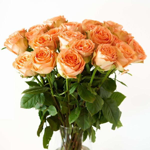 Brad s Deals Exclusive:  2 Dozen Gorgeous Farm Fresh Roses Supply