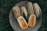 Candystick Delicata Squash For Cheap