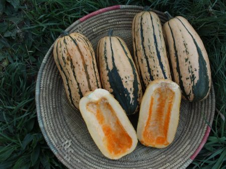 Candystick Delicata Squash For Cheap