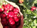 Amish Pimiento Sweet Pepper on Sale