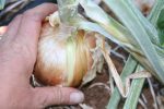 Valencia Onion Online