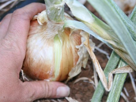 Valencia Onion Online