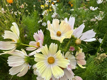 Apricot Lemonade Cosmos Supply