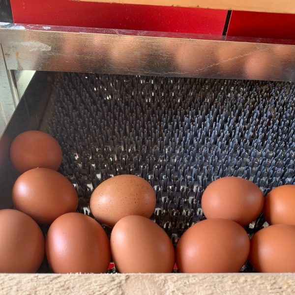 Assorted FLAT of Eggs (2.5 doz.) - Regenerative Sale