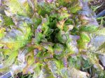 Bronze Arrow Oak Leaf Lettuce Online now