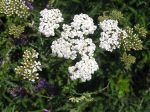 Yarrow For Sale