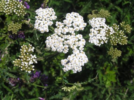 Yarrow For Sale