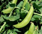 Sugar Snap Pea Cheap