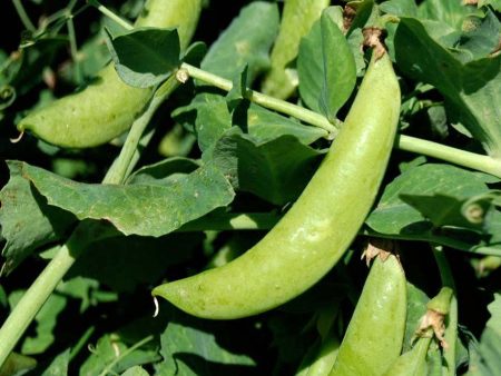 Sugar Snap Pea Cheap